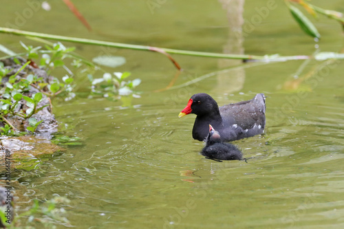 Teichhuhn © Ralph