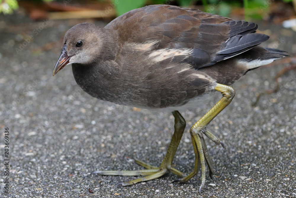 Fototapeta premium Teichhuhn