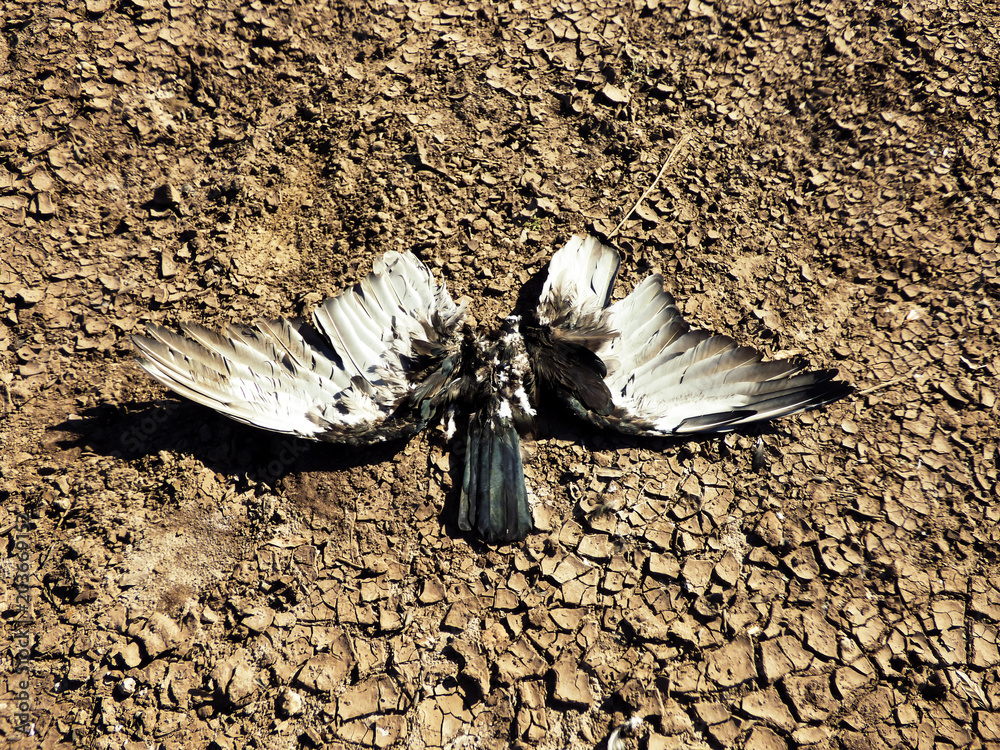 Dead bird with open wings and no head on a dry ground Stock Photo