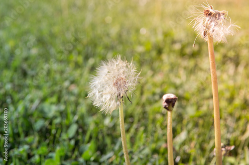 Fototapeta Naklejka Na Ścianę i Meble -  Selective focus on dandelion flowers on nature background.  Springtime in meadow.