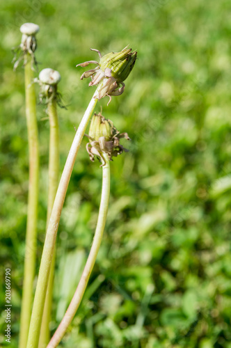 Fototapeta Naklejka Na Ścianę i Meble -  Selective focus on dandelion buds on nature background.  Springtime in meadow.
