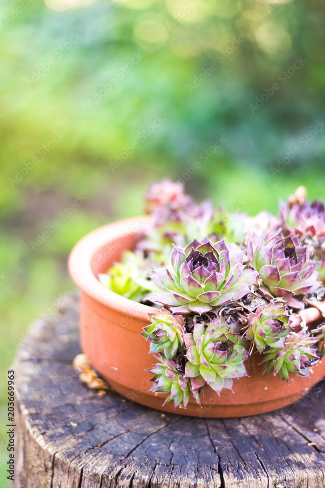 succulent pot on wooden table in the garden succulent pot on wooden table in the garden