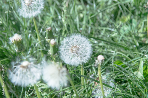Fototapeta Naklejka Na Ścianę i Meble -  Selective focus on dandelion flowers on nature background.  Springtime in meadow.