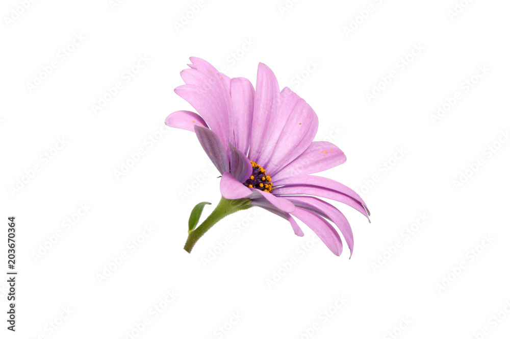Naklejka premium beautiful purple osteospermum or african daisy pink flower isolated on white