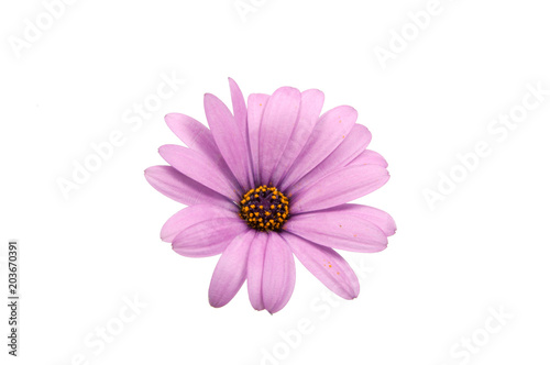 beautiful purple osteospermum or african daisy pink flower isolated on white © Liza