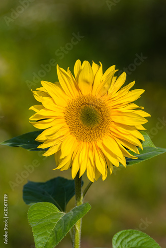 Fleur de Tournesol