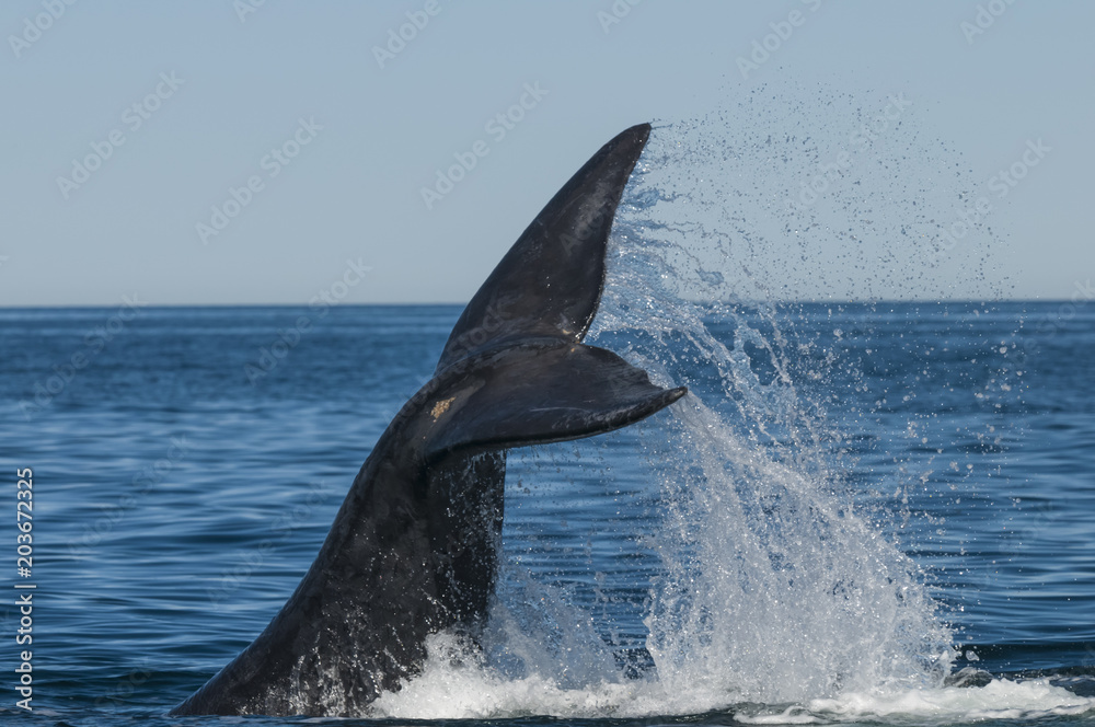 Fototapeta premium Whale tail fluke, Patagonia, Argentina
