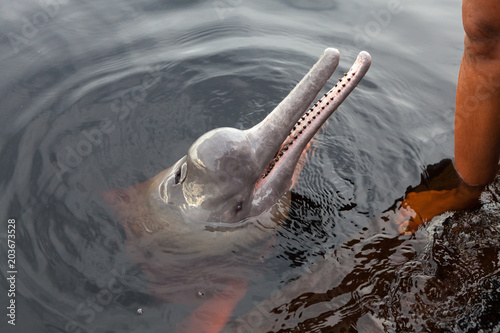 A rare pink dolphin swimming in conservation unit on the Rio Negro in the Brazilian Amazon.
