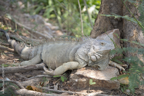 Wild giant iguana in zoo 