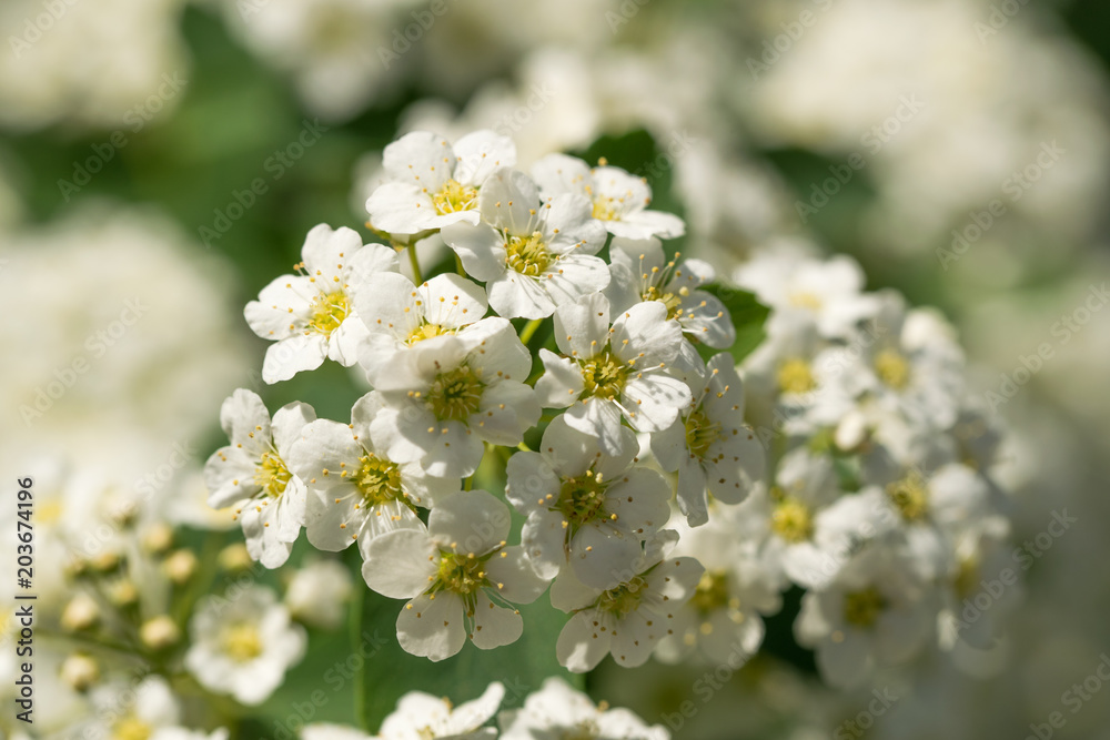 Blooming white spirea and sunny garden
