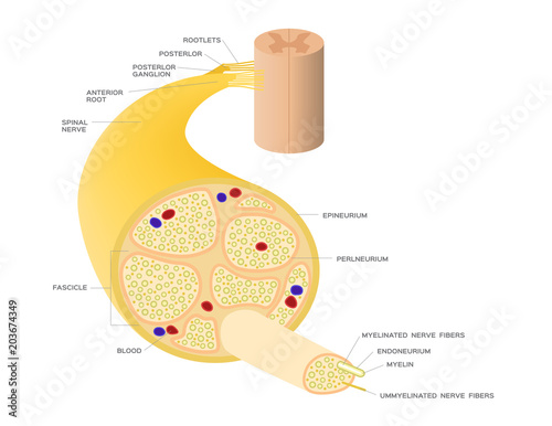 nerve system anatomy vector photo