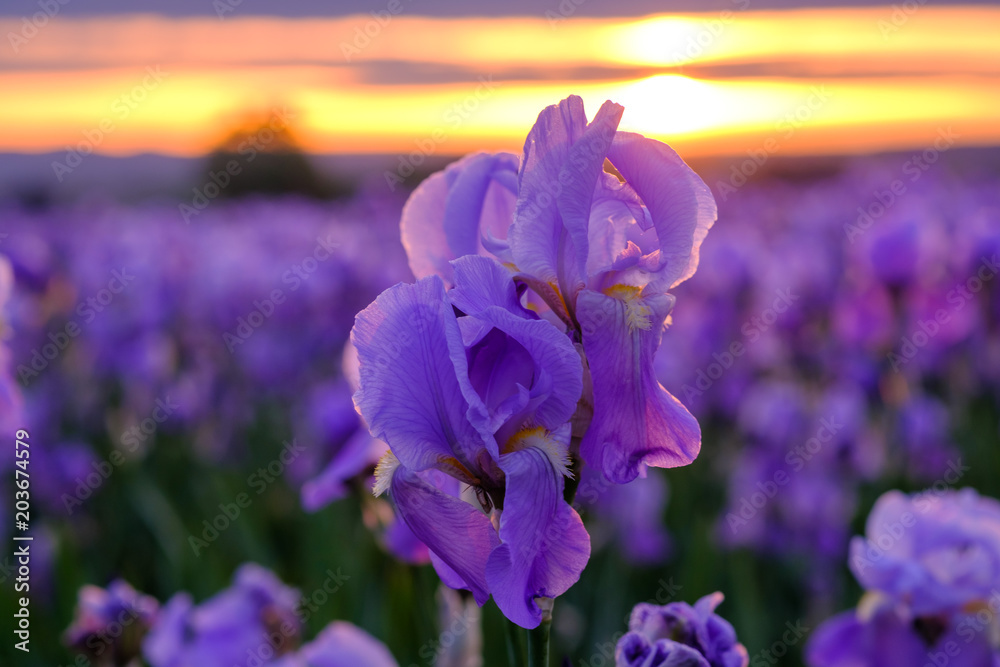 Iris pallida sur le champ, gros plan. Provence, France. Lever de soleil.