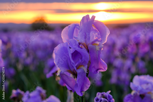 Obraz na płótnie Iris pallida sur le champ, gros plan. Provence, France. Lever de soleil. w salonie
