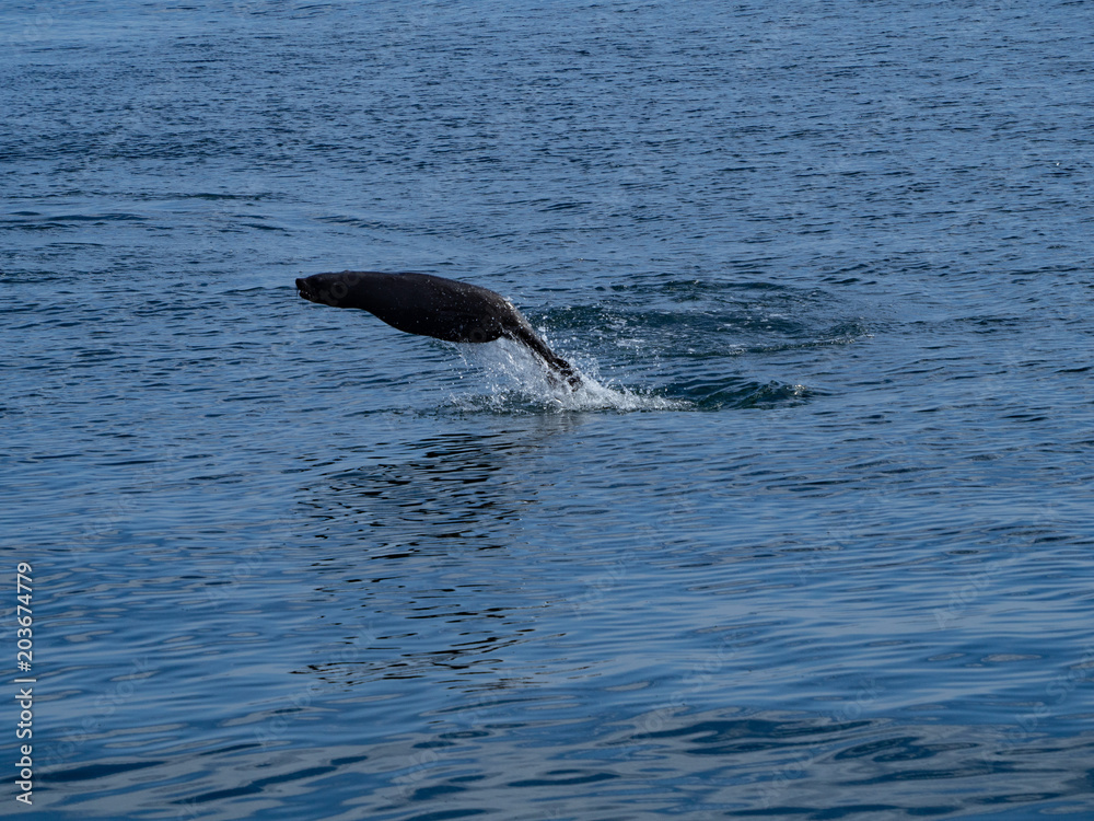 Obraz premium Jumping Seal