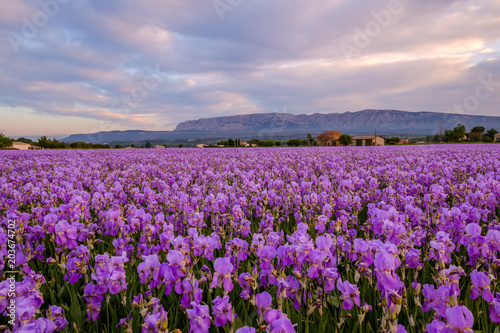 Champ d iris pallida en Provence  France. Lever de soleil. Montagne Sainte-Victoire en arri  re plan.