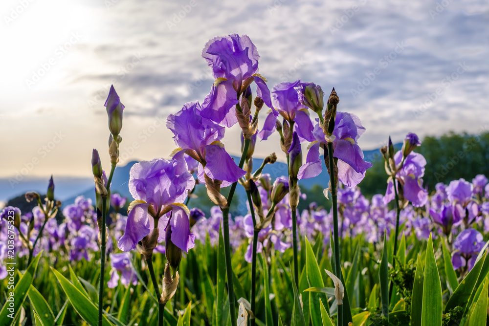 Iris pallida sur le champ, gros plan. Provence, France. Lever de soleil.