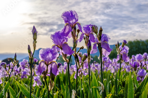 Obraz na płótnie Iris pallida sur le champ, gros plan. Provence, France. Lever de soleil. w salonie
