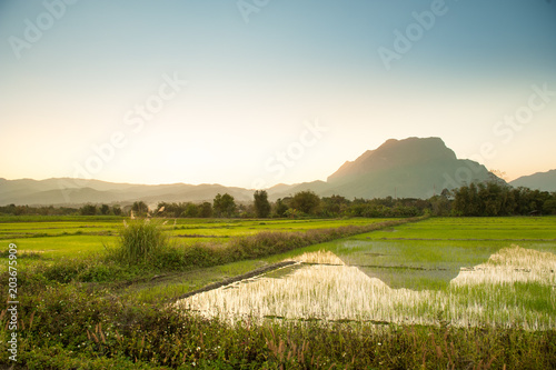 Rice field grass against with mountains range landscape on sunset time   tourist attraction at chiang dao district   chiang mai province in thailand