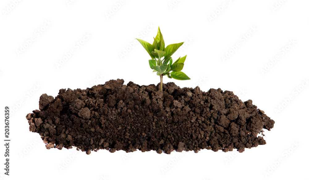 Sprout growing in the soil on an isolated white background Sprout growing in the soil on an isolated white background