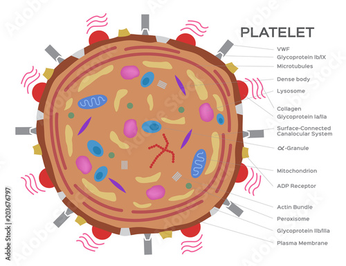 platelet cell anatomy vector photo