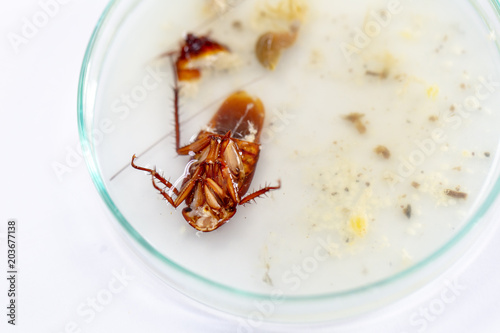 Study of cockroaches to find parasites in laboratory. © sinhyu
