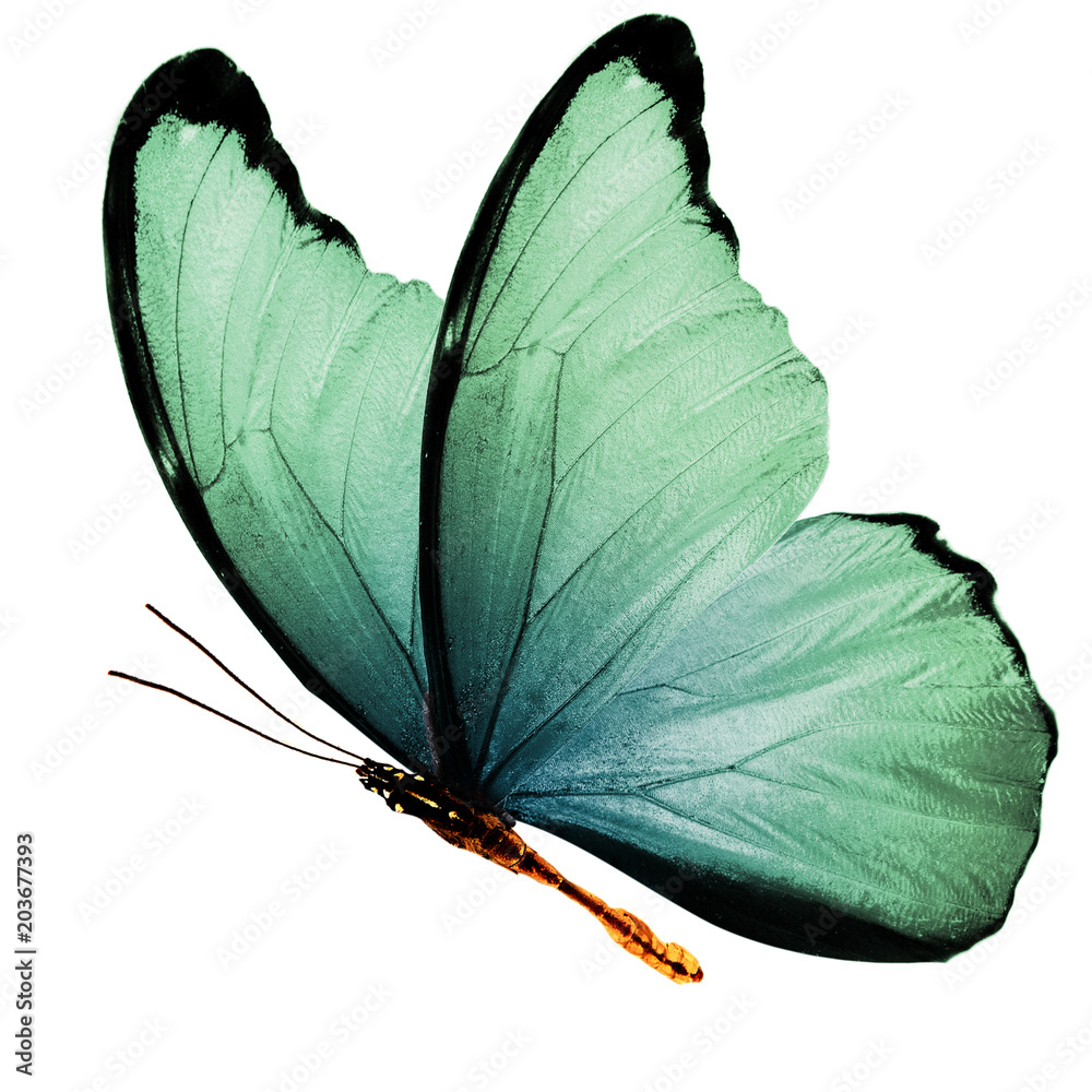 Naklejka premium piękne skrzydła niebieski motyl na białym tle na białym tle