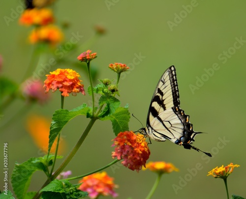 Tiger Swallowtail butterfly in the wild