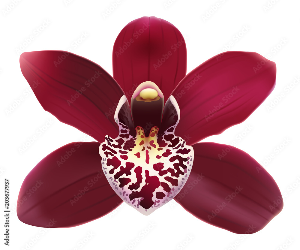 Tropical Orchid Cymbidium flower. Hand drawn realistic vector illustration  on white background. Stock Vector | Adobe Stock
