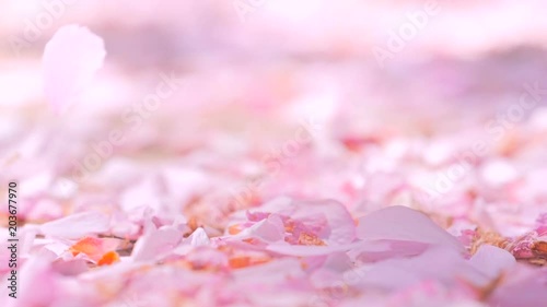 Ground covered with petals