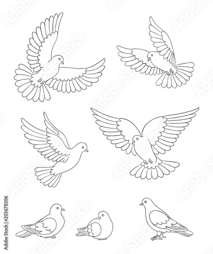 Set of white doves in contours - vector illustration © rosinka