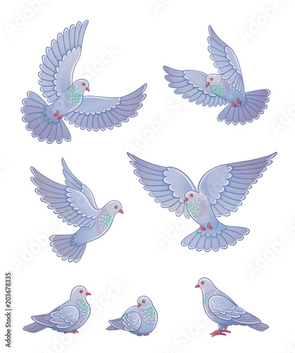 Set of grey pigeons - vector illustration