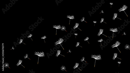 flying dandelion on a black background