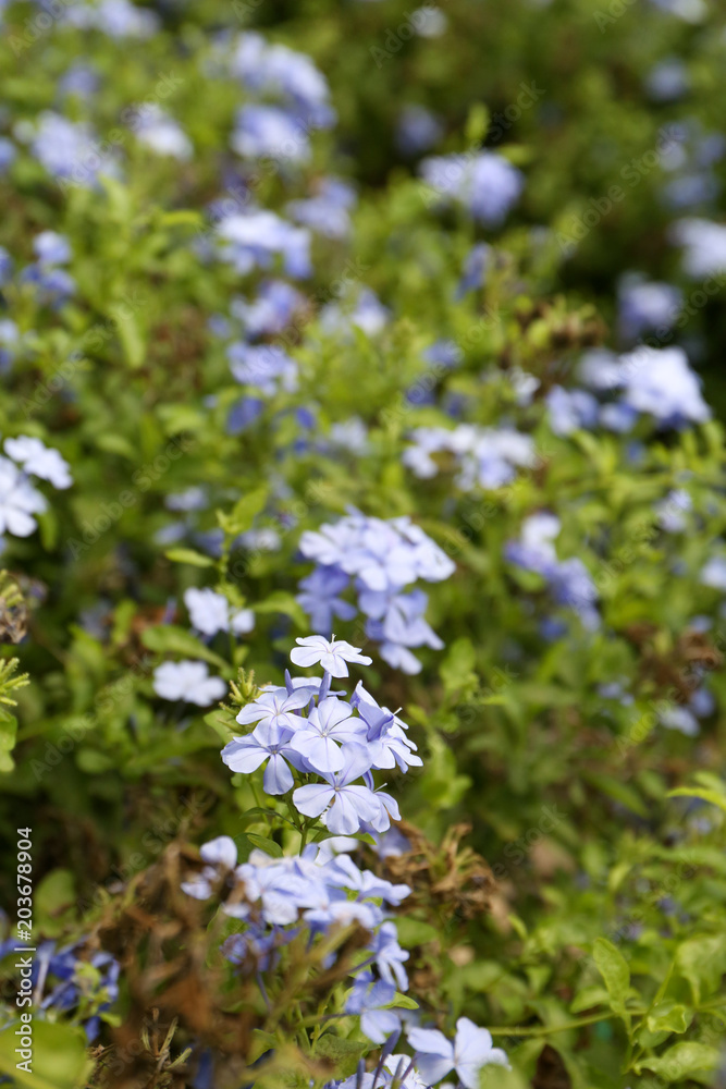 Plumbago auriculata Plant nursery (common names blue plumbago, Cape plumbago or Cape leadwort) Plumbago auriculata Plant nursery (common names blue plumbago, Cape plumbago or Cape leadwort)