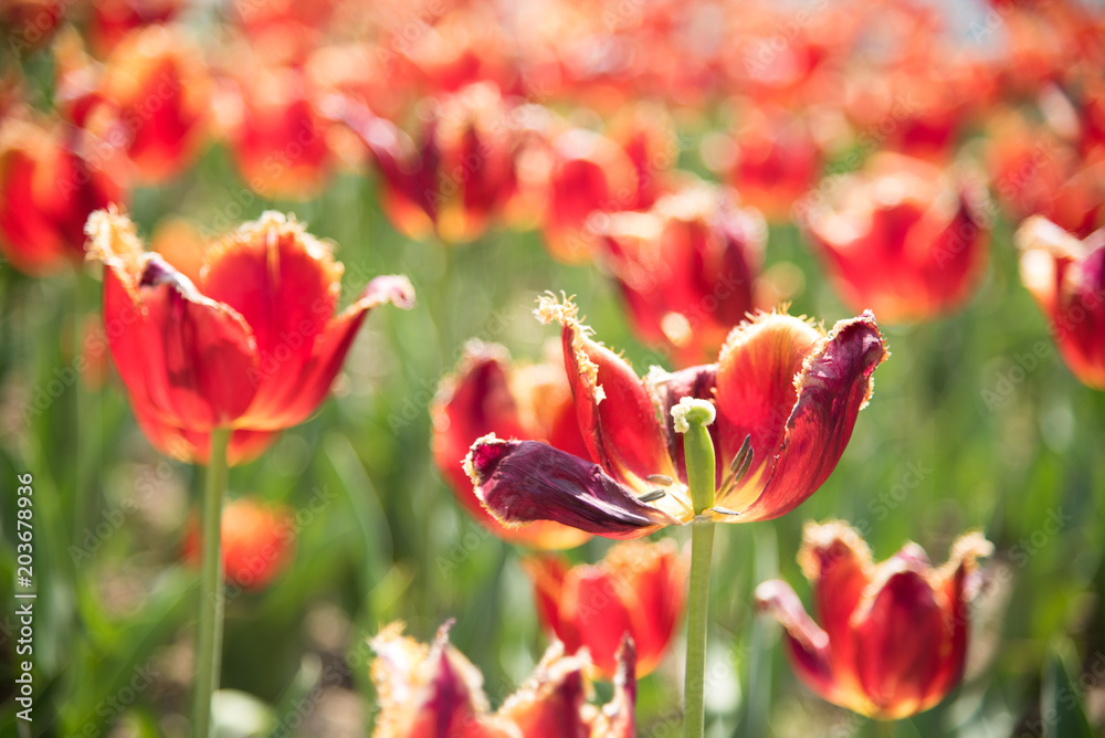 Group of red tulips in the park. Spring landscape. Tulip. Fresh red. Glade. Field in the netherlands. Red background.Spring landscape. Beautiful bouquet.