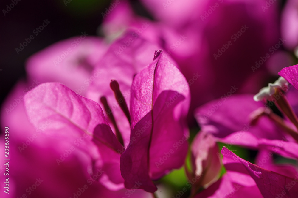 Beautiful flower in Thailand Beautiful flower in Thailand