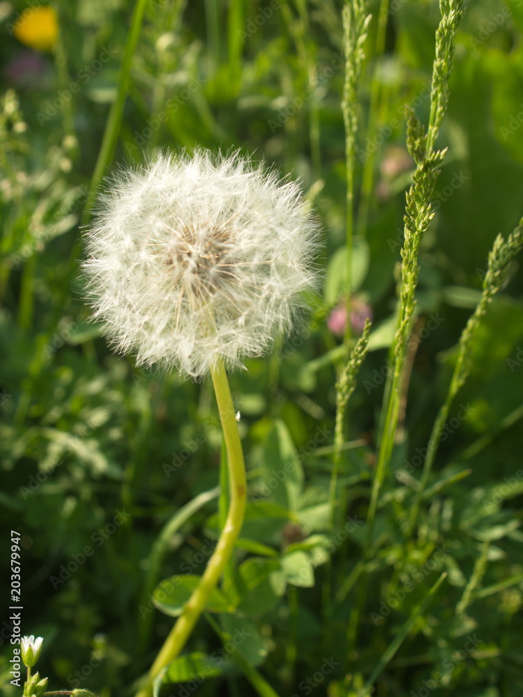 Fototapeta premium Taraxacum officinale - Dente di leone