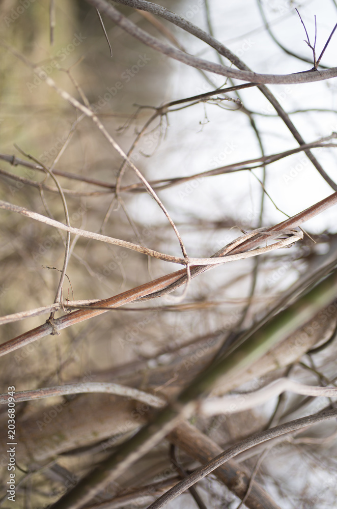 Dry tree bare vine branches background. Grey late autumn morning sky. Natural forest willow photo. Dry tree bare vine branches background. Grey late autumn morning sky. Natural forest willow photo.
