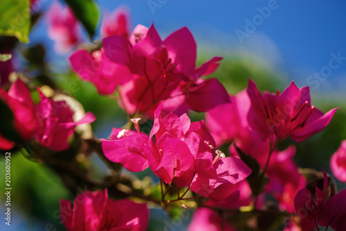 Beautiful flower in Thailand