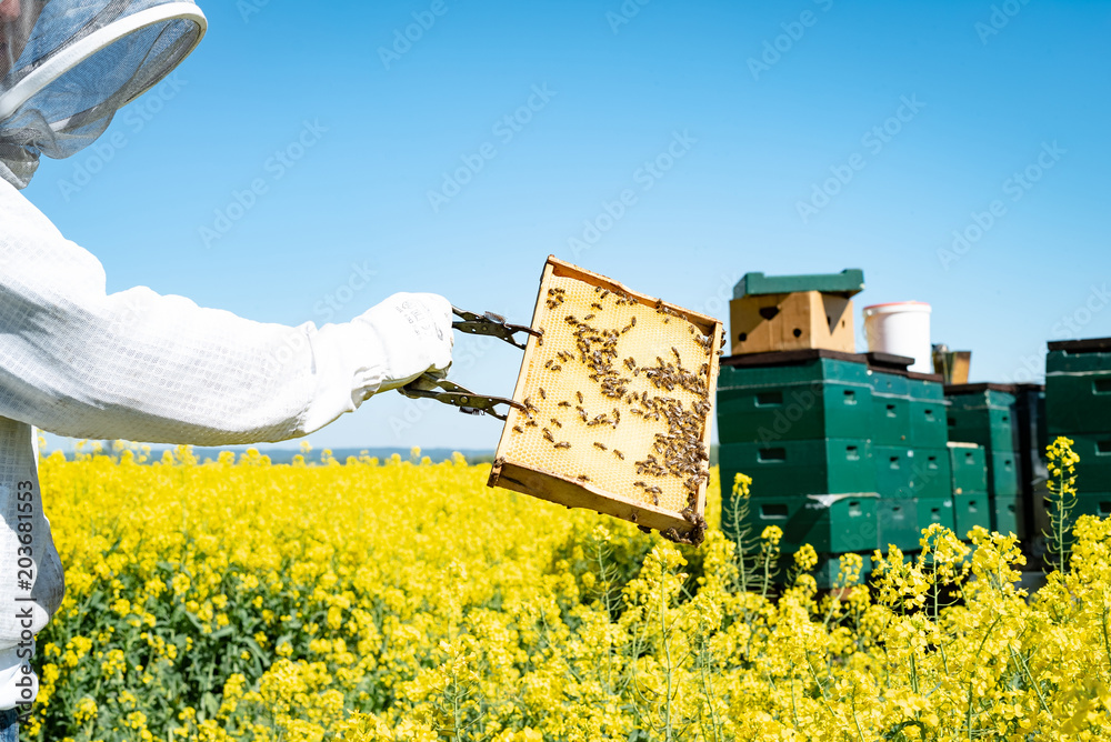 Imker im blühenden Rapsfeld zeigt Honigwaben mit Bienen darauf