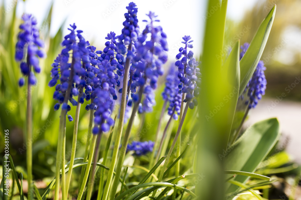 Fototapeta premium Grape Hyacinth Muscari blooming in spring in England in the UK