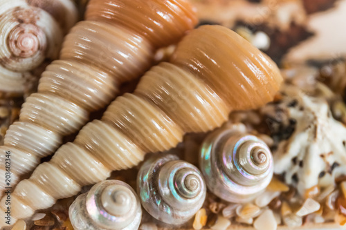 Beautiful sea shells close-up, background