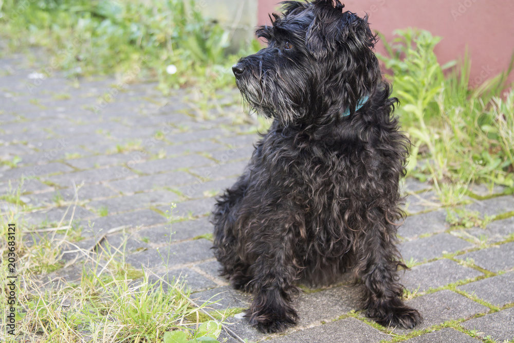 black schnauzer dog on the street with wall background