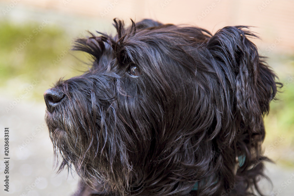 black schnauzer dog on the street with wall background black schnauzer dog on the street with wall background