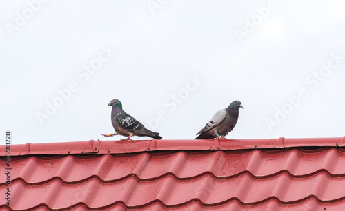 Pigeon couple separating: one pigeon leaving the other in a funny mid step position