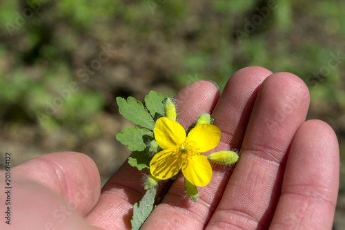 The celandine in the hand close up.