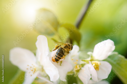 Honey bee on a white flower and collecting polen. Flying honeybee. One bee flying during sunshine day. Insect. 