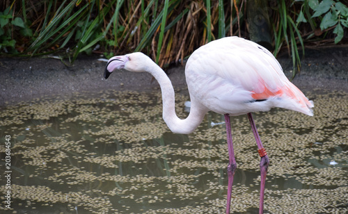 Greater Flamingo photo