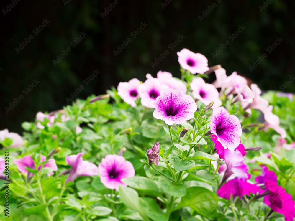 Pink petunia flower in the garden for background