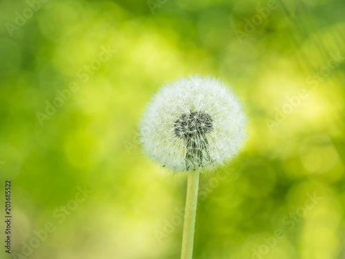 Dandelion with a white seeds  wildflower on green blur background