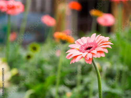 Pink Gerbera flower in the filed for natural background